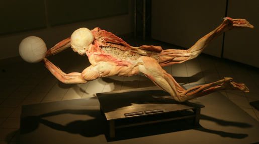 wystawa bodies