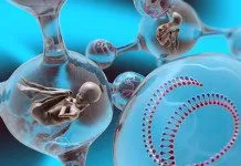 In vitro – NIE dla samotnych kobiet?