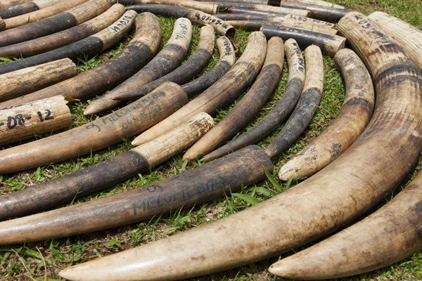 Hong Kong zdelegalizował handel kością słoniową