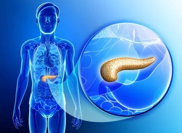 Illustration of male pancreas anatomy