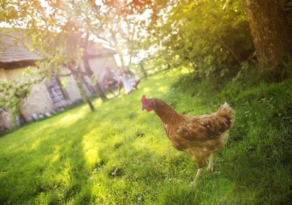 fakty i mity na temat kurczaka