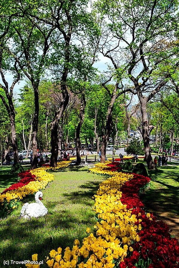 Niesamowity Festiwal Tulipanów w Stambule