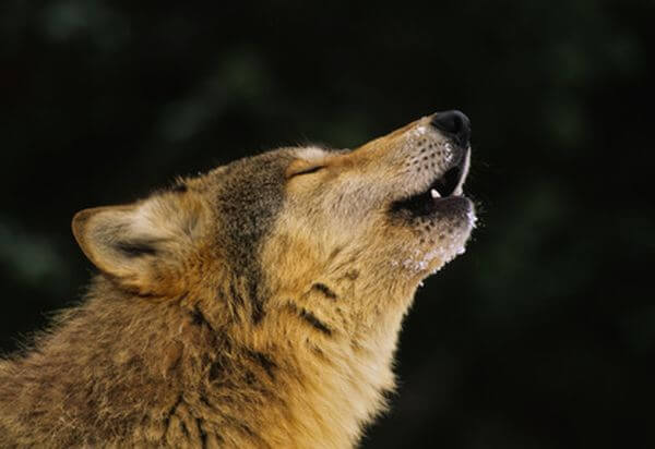 Wolf Howling Portrait