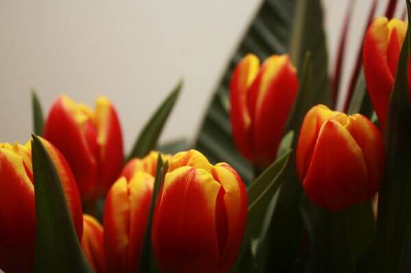 tulipany w lazienkach