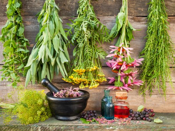 bunches of healing herbs on wooden wall, mortar with dried plants and bottles, herbal medicine