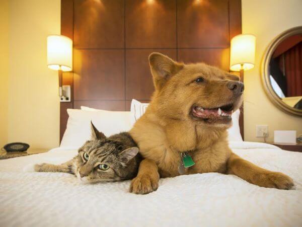 42039563 - cat and dog together resting on bed of hotel room.