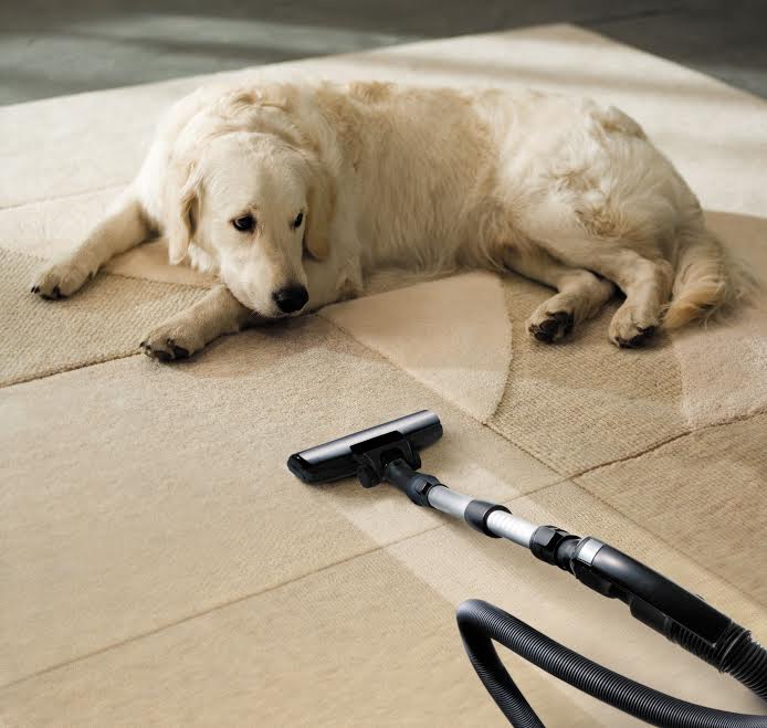 4469756 - the dog lies on the beige carpet and looks at vacuum cleaner