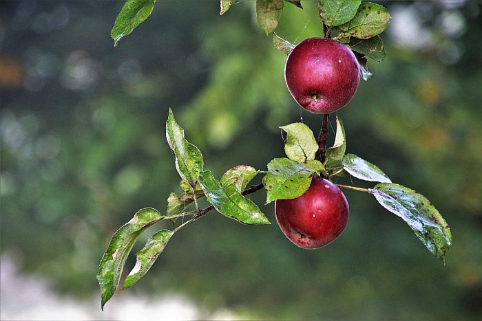 Jabłonie jako drzewa owocowe do ogrodu