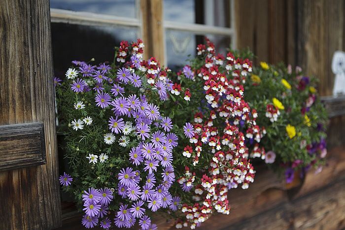 Kwiaty na balkonie pielęgnacja