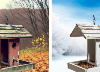 Renowacja karmnika dla ptaków przed zimą